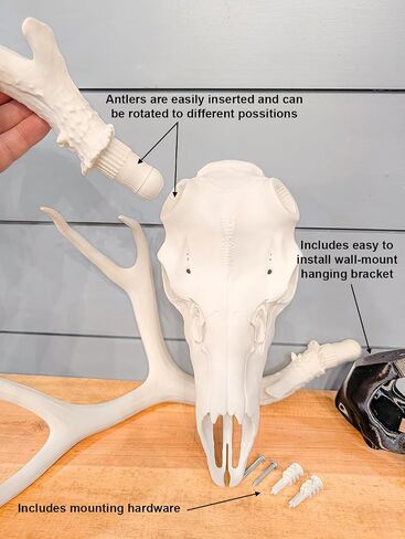 SlickFish Creations Deer Skull & Antlers بالحجم الطبيعي الأسود جدار جبل نسخة طبق الأصل من جمجمة الغزلان - واقعية كاملة الحجم فو قرن الوعل ديكور الجمجمة الأوروبي للديكور الجمجمة الحديثة والريفية والغربية والقوطية (أسود) in Kuwait