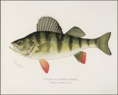 Zaiphany Vintage Fish Print Art Poster Decor,Fish Pictures Wall Decor,Vintage Fishing Pictures Wall Decor in Saudi Arabia