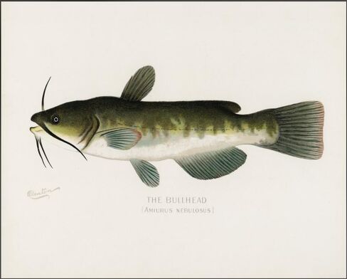 Zaiphany Vintage Fish Print Art Poster Decor,Fish Pictures Wall Decor,Vintage Fishing Pictures Wall Decor in Saudi Arabia