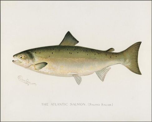 Zaiphany Vintage Fish Print Art Poster Decor,Fish Pictures Wall Decor,Vintage Fishing Pictures Wall Decor in Saudi Arabia