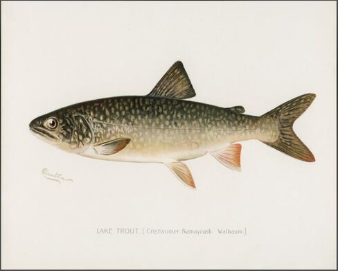 Zaiphany Vintage Fish Print Art Poster Decor,Fish Pictures Wall Decor,Vintage Fishing Pictures Wall Decor in Saudi Arabia