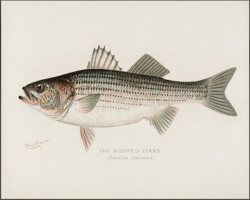 Zaiphany Vintage Fish Print Art Poster Decor,Fish Pictures Wall Decor,Vintage Fishing Pictures Wall Decor in Saudi Arabia