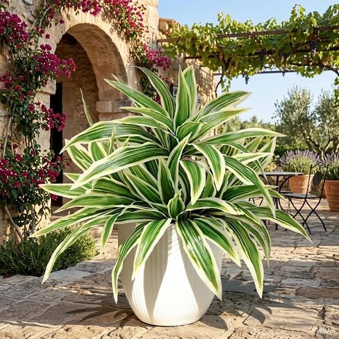 4 عبوات من نباتات Dracaena الاصطناعية، سيقان خضراء مزيفة كبيرة مقاس 17.7 بوصة، فروع Dracaena واقعية ونباتات الصبار لديكور مكتب الحديقة في الأماكن المغلقة والمفتوحة in Kuwait