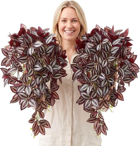 2pcs Fake Wandering Jew Hanging Plant 16″ 87 Leaves Faux Eyebrow Vine Realistic Silk Artificial Eyebrow Leaves Flowers for Home Office Wall Indoor Outdoor Garden Party Decoration (Red) in Saudi Arabia