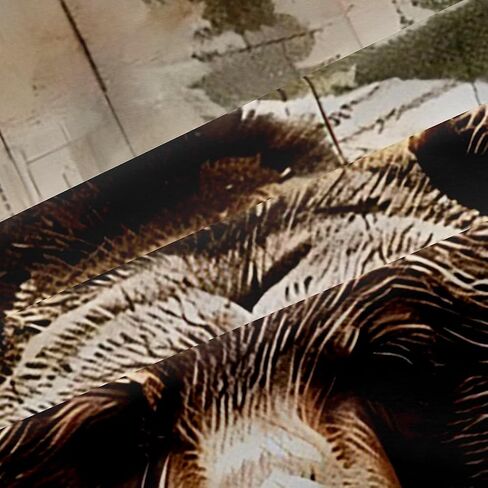 ستائر النوافذ من Feelyou Grizzly Bear علاجات ستائر صيد الحيوانات البرية للأطفال والأولاد والبنات ستائر نوافذ المقصورة الريفية معالجات نوافذ المزرعة، 38W × 45L، لوحتان in Kuwait