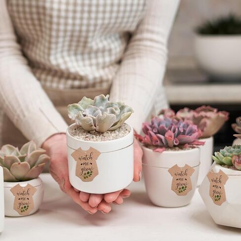 JarThenaAMCS 100Pcs Watch Me Grow Tags Succulent Favor Tags with Hemp Rope Teacher Appreciation Gift Tag Greenery Baby Shower Hanging Kraft Paper Label for Graduation Birthday Party Supplies in Saudi Arabia