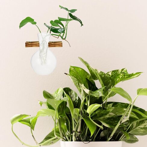 3 Pcs Propagation Stations Glass Hydroponic Vase, Clear Wall Planter Replacement Container, Modern Small Flower Plant Display Pot for Indoor Wooden Hanging Frame Holder in Kuwait