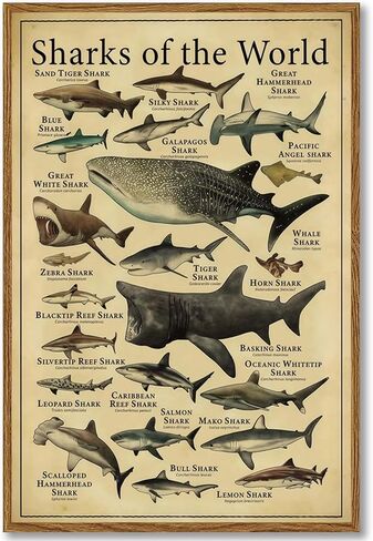 Framed Sharks Wall Art Educational Shark Poster Vintage Marine Biology Picture Nautical Sea Life Painting Ocean Animal Art Print for Kids Room, Bathroom, Classroom, Office Décor 12x16 inch in Saudi Arabia