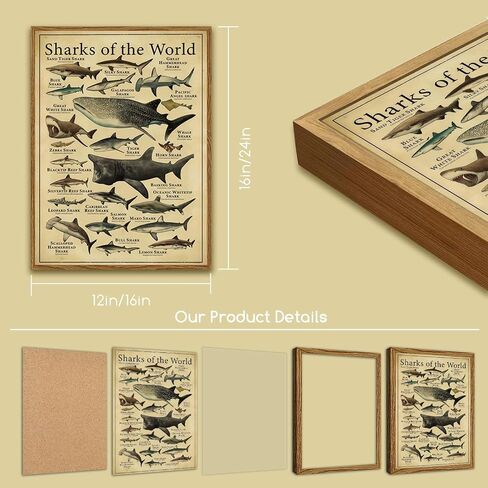 Framed Sharks Wall Art Educational Shark Poster Vintage Marine Biology Picture Nautical Sea Life Painting Ocean Animal Art Print for Kids Room, Bathroom, Classroom, Office Décor 12x16 inch in Saudi Arabia