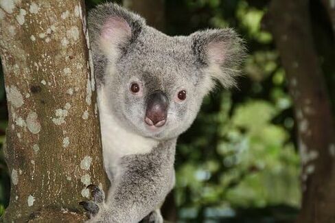 Eucalyptus Essential Oil 100% Pure 2oz. in Saudi Arabia