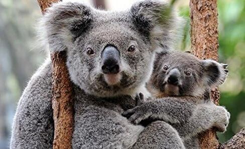 Eucalyptus Essential Oil 100% Pure 2oz. in Saudi Arabia