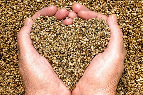 Hemp Seed Oil - 100% Pure Unrefined Cold Pressed Organically Sourced All Natural Non GMO Extra Virgin Undiluted Carrier Oil - 32 oz - 1 Quart - For DIY Essential Oils Cosmetics - Packaging May Vary in Saudi Arabia