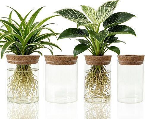 Glass Propagation Station for Plants Set of 4,Desktop Vases for Herb,Plant Cuttings,Planter Jars for Home,Propagation Flower Vases for Living Room,Bedroom,Home Office Decoration,Plant Lover Present in Saudi Arabia