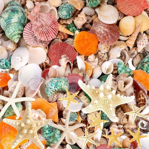 Mixed Seashells & Starfish Decor - 70 Pcs Assorted Sizes Natural Ocean Shells for Fish Tank, Vase Fillers, Beach Theme Party Wedding Decor, DIY Crafts, Candle Making, Home Decorations in Kuwait