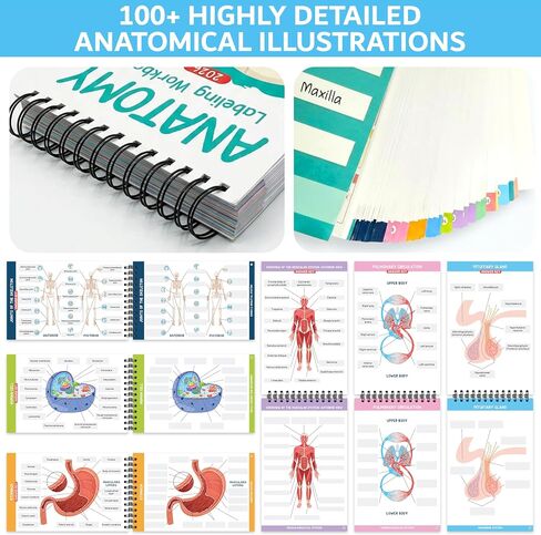 Bloomost Anatomy Labeling Workbook Dry Erase - Reusable 198-Page Human Anatomy Label Book for Nursing & Medical Students - Body Systems Study Guide with Answer Keys in Kuwait