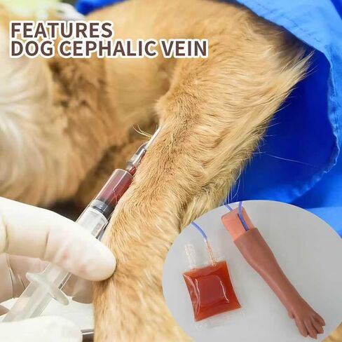 Canine IV Blood Draw & Catheterization Leg – Veterinary Dog IV Practice Kit for Students, Veterinarians, and Training in Kuwait