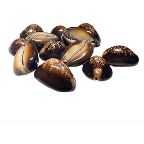 SHIVOHAM Lakshmi Kali/Black Kawri | Kodi Black | Cowrie Sea Shell | Kodi Shells for Laxmi Puja, Diwali Puja (Large) (Pack of 11 Pieces) - Pack of 1