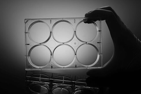 Nest Scientific 703001 Polystyrene 6 Well Cell Culture Plate, Flat Bottom, Tissue Culture Treated, Sterile, Clear, 1 per Pack, 50 per Case (Pack of 50) in Kuwait