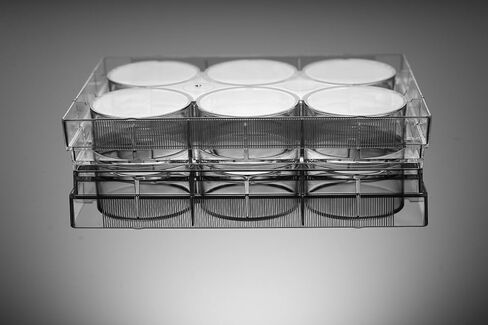 Nest Scientific 703001 Polystyrene 6 Well Cell Culture Plate, Flat Bottom, Tissue Culture Treated, Sterile, Clear, 1 per Pack, 50 per Case (Pack of 50) in Kuwait