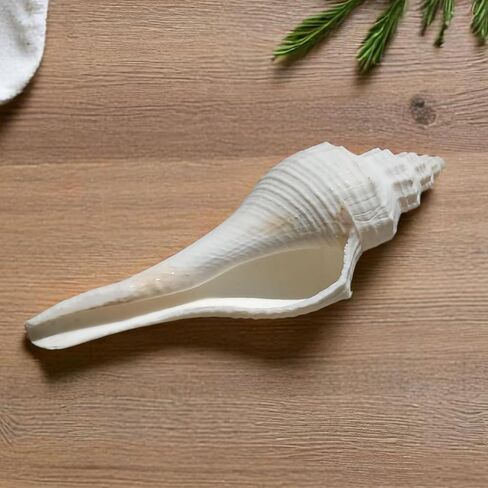 Natural White Shankh for Pooja and Vastu 3.5"Inch Sacred Conch Shell for Blowing and Ritual Use | Hindu Temple Puja Shankha | Blowing Conch for Aarti, Abhishek, and Spiritual Decoration in Kuwait