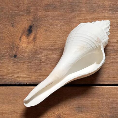 Natural White Shankh for Pooja and Vastu 3.5"Inch Sacred Conch Shell for Blowing and Ritual Use | Hindu Temple Puja Shankha | Blowing Conch for Aarti, Abhishek, and Spiritual Decoration in Kuwait