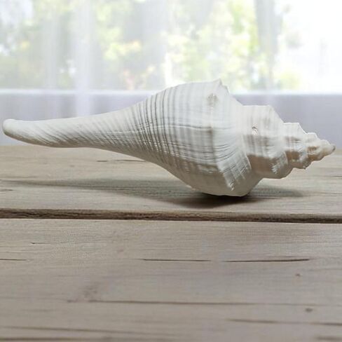 Natural White Shankh for Pooja and Vastu 3.5"Inch Sacred Conch Shell for Blowing and Ritual Use | Hindu Temple Puja Shankha | Blowing Conch for Aarti, Abhishek, and Spiritual Decoration in Kuwait