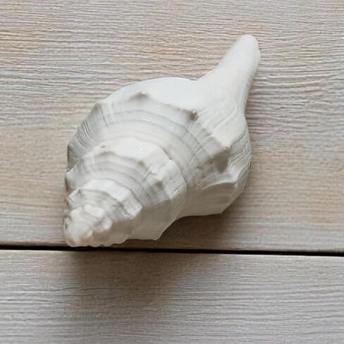 Natural White Shankh for Pooja and Vastu 3.5"Inch Sacred Conch Shell for Blowing and Ritual Use | Hindu Temple Puja Shankha | Blowing Conch for Aarti, Abhishek, and Spiritual Decoration in Kuwait