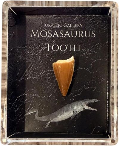 Authentic Dinosaur Bone Fossil Fragment Gift Box (Mosasaurus) in Kuwait