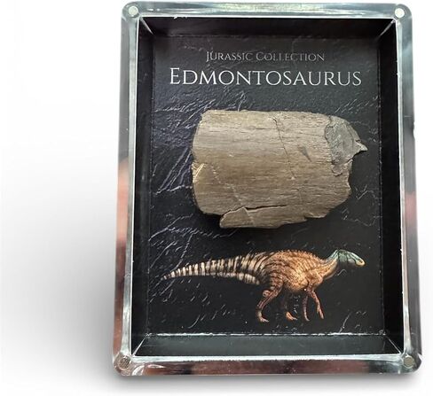 Authentic Dinosaur Bone Fossil Fragment Gift Box (Mosasaurus) in Kuwait