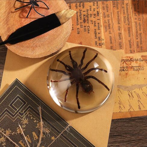 Taxidermy Bat, Real Bat Specimens Animal Specimen in Resin for Science Classroom Science Education, Great Gift for Fans of Taxidermy, Animal Skull, Oddities, Biology(3 x 3 x 1 inch) in Kuwait