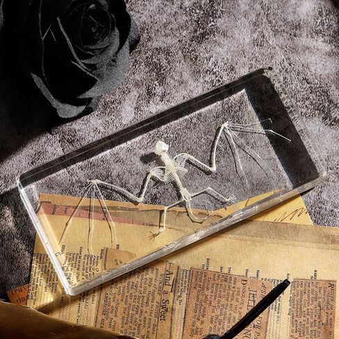 Taxidermy Bat, Real Bat Specimens Animal Specimen in Resin for Science Classroom Science Education, Great Gift for Fans of Taxidermy, Animal Skull, Oddities, Biology(3 x 3 x 1 inch) in Kuwait