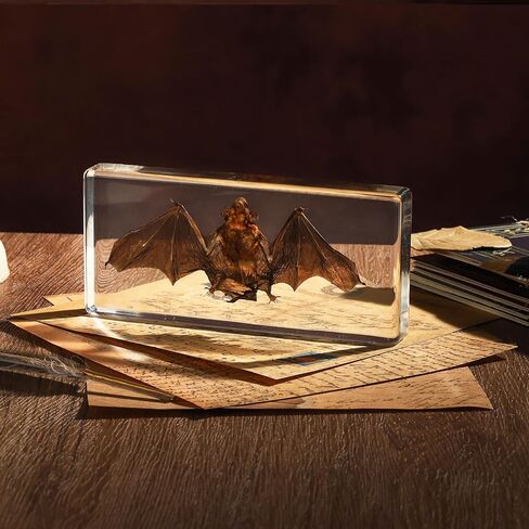 Taxidermy Bat, Real Bat Specimens Animal Specimen in Resin for Science Classroom Science Education, Great Gift for Fans of Taxidermy, Animal Skull, Oddities, Biology(3 x 3 x 1 inch) in Kuwait