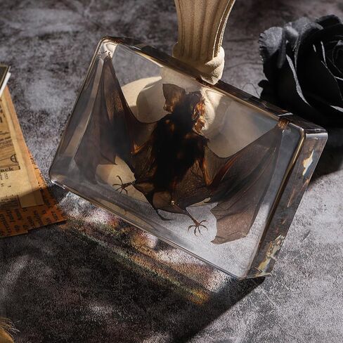 Taxidermy Bat, Real Bat Specimens Animal Specimen in Resin for Science Classroom Science Education, Great Gift for Fans of Taxidermy, Animal Skull, Oddities, Biology(3 x 3 x 1 inch) in Kuwait