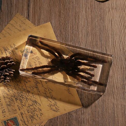 Taxidermy Bat, Real Bat Specimens Animal Specimen in Resin for Science Classroom Science Education, Great Gift for Fans of Taxidermy, Animal Skull, Oddities, Biology(3 x 3 x 1 inch) in Kuwait