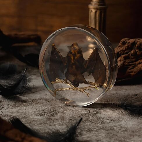 Taxidermy Bat, Real Bat Specimens Animal Specimen in Resin for Science Classroom Science Education, Great Gift for Fans of Taxidermy, Animal Skull, Oddities, Biology(3 x 3 x 1 inch) in Kuwait