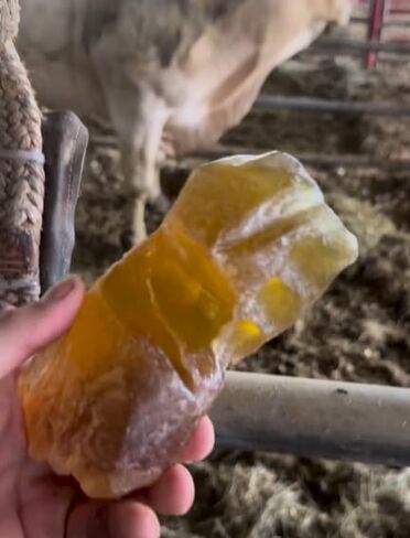 Rodeo يفوز بقضيب الصنوبر الفاخر من حبل الثور، وقبضة طويلة الأمد غير قابلة للانزلاق لركوب الثيران، وجاهز للمنافسة والتمرين in Kuwait