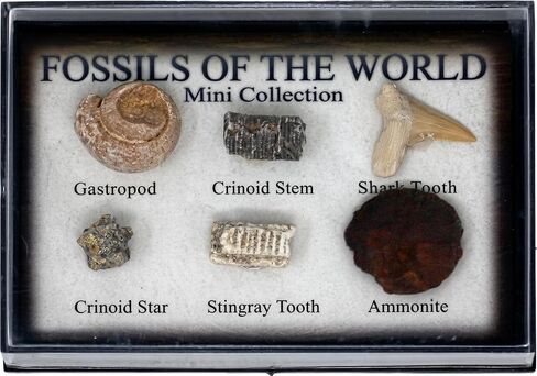 Real Fossil Collection Display Box – 6 Genuine Fossils (Ammonite, Shark Tooth, Gastropod, Nautiloid, Crinoid Stem, White Clam) – Labeled Fossil Specimens in Kuwait