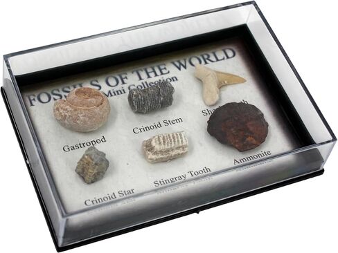 Real Fossil Collection Display Box – 6 Genuine Fossils (Ammonite, Shark Tooth, Gastropod, Nautiloid, Crinoid Stem, White Clam) – Labeled Fossil Specimens in Kuwait
