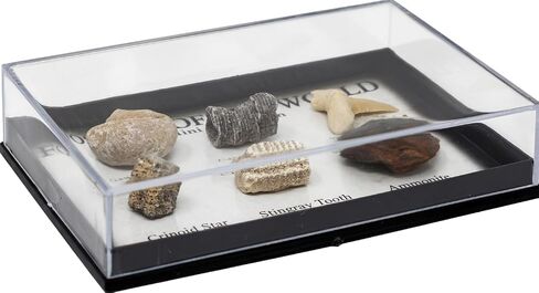 Real Fossil Collection Display Box – 6 Genuine Fossils (Ammonite, Shark Tooth, Gastropod, Nautiloid, Crinoid Stem, White Clam) – Labeled Fossil Specimens in Kuwait