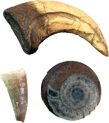 Dinosaur & Fossil Discovery Bundle – Velociraptor Claw Replica, Genuine Mosasaur Tooth & Ammonite Fossil (Set of 3) in Kuwait