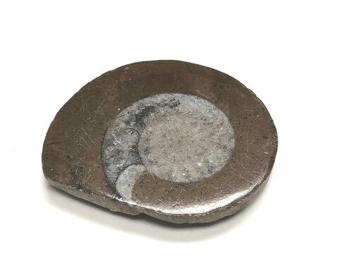 Ammonite Button Fossil 1.5" with Velvet Bag in Saudi Arabia