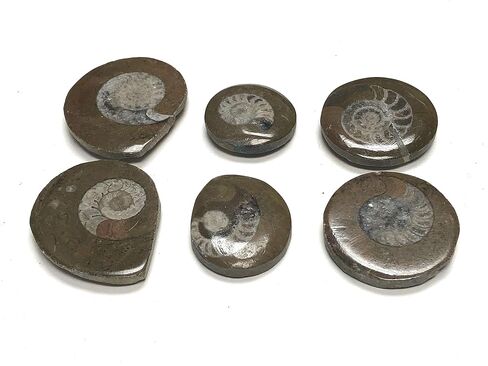 Ammonite Button Fossil 1.5" with Velvet Bag in Saudi Arabia