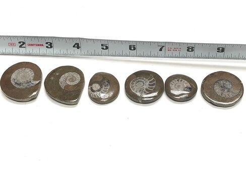 Ammonite Button Fossil 1.5" with Velvet Bag in Saudi Arabia