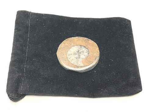 Ammonite Button Fossil 1.5" with Velvet Bag in Saudi Arabia