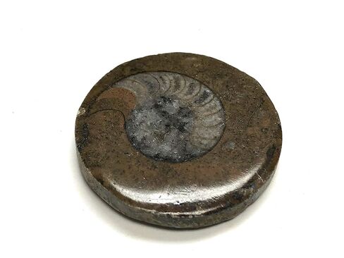 Ammonite Button Fossil 1.5" with Velvet Bag in Saudi Arabia