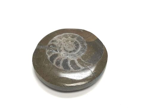 Ammonite Button Fossil 1.5" with Velvet Bag in Saudi Arabia