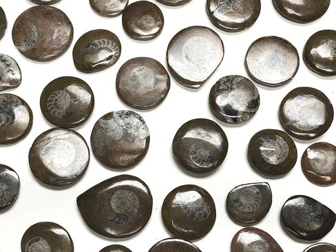 Ammonite Button Fossil 1.5" with Velvet Bag in Saudi Arabia