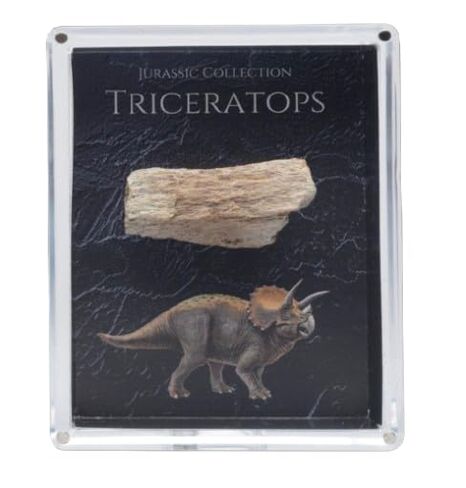Authentic Triceratops Fossil Bone Gift Box - 67 Million Year Old Cretaceous Specimen in Lucite Case, Montana in Kuwait