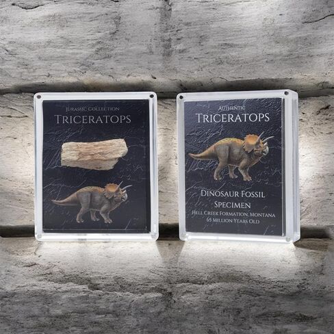 Authentic Triceratops Fossil Bone Gift Box - 67 Million Year Old Cretaceous Specimen in Lucite Case, Montana in Kuwait