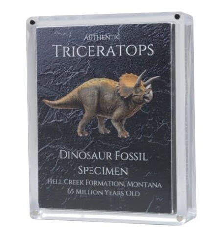 Authentic Triceratops Fossil Bone Gift Box - 67 Million Year Old Cretaceous Specimen in Lucite Case, Montana in Kuwait